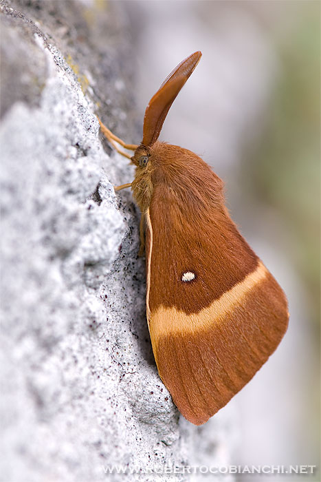 Lasiocampa quercus